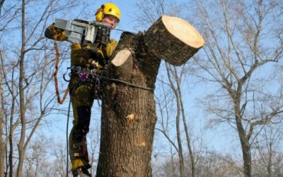 Спил и вырубка деревьев - Самара, цены, предложения специалистов