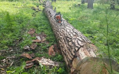 Спил и вырубка деревьев, корчевание пней - Тольятти, цены, предложения специалистов