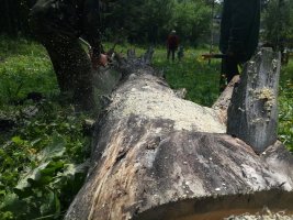 Спил и вырубка деревьев, корчевание пней стоимость услуг и где заказать - Тольятти